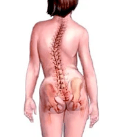Pathology of the musculoskeletal system